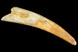Pterosaur (Siroccopteryx) Tooth - Morocco #107957-1